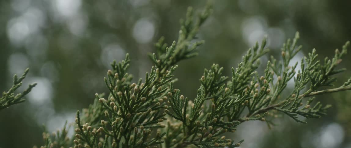 A green shrub branch is shown