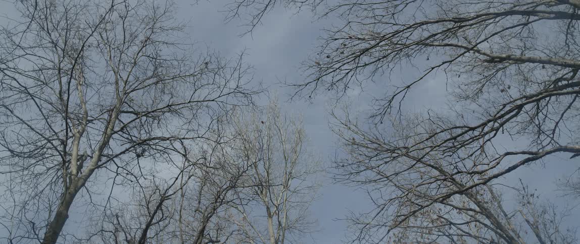 Bare tree branches tower overhead