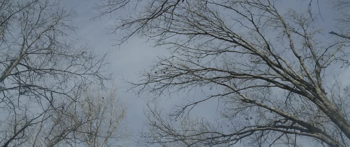 The tree branches are bare in the winter