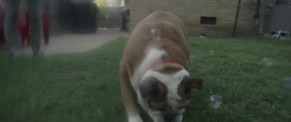 Person blow bubbles in a yard and a dog tries to bite them