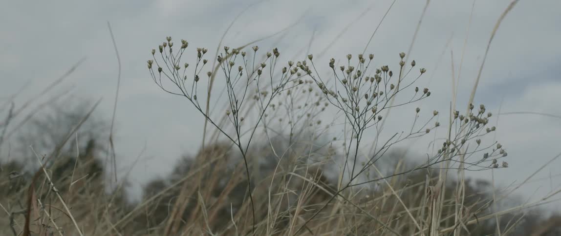 Wind blows through grass and plants in a field