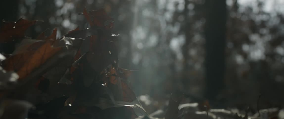 Sunlight shines down onto a pile of leaves