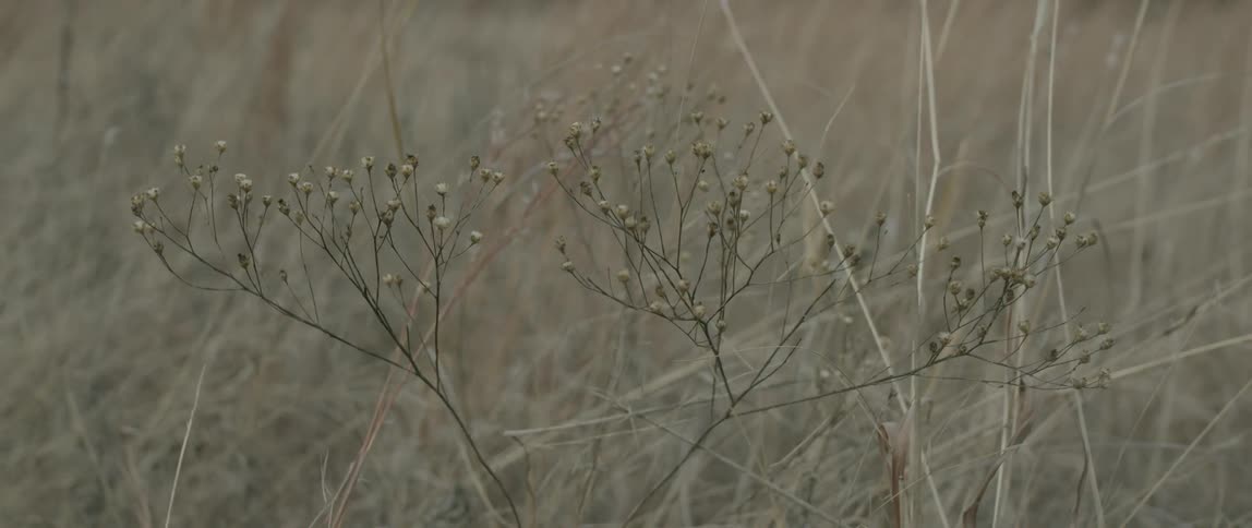 The wind blows through grass and weeds in a field