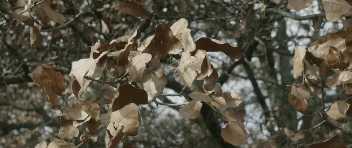 The dead leaves on the tree hang low