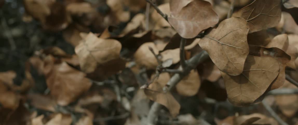 Wind blows through dead leaves on a branch