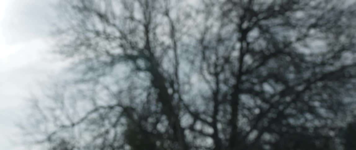The tree has no leaves