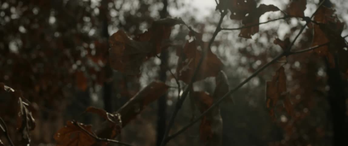The leaves are turning in the fall