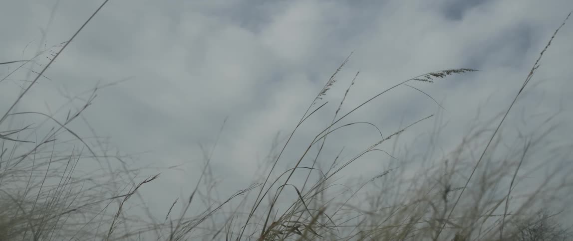 Weeds blowing in the wind