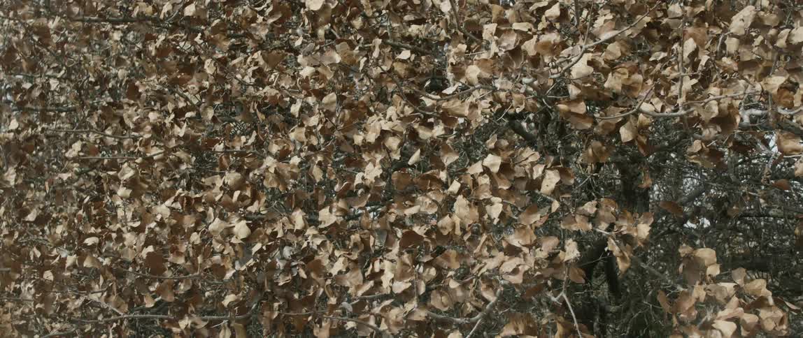 Close up view of dead leaves waving in the wind