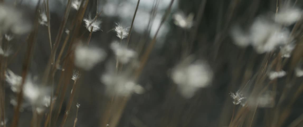Close up of flowery weeds
