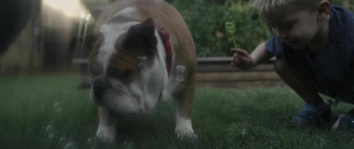 Dog bites at bubbles a child is waving from a plastic bubble wand