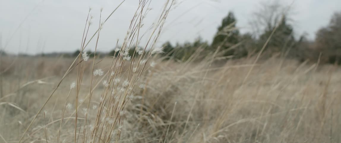 Wind blows through tall grass in a field