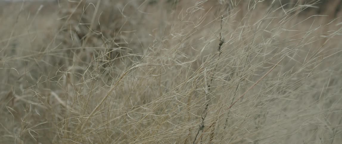Wind blows through grass and weeds in a field