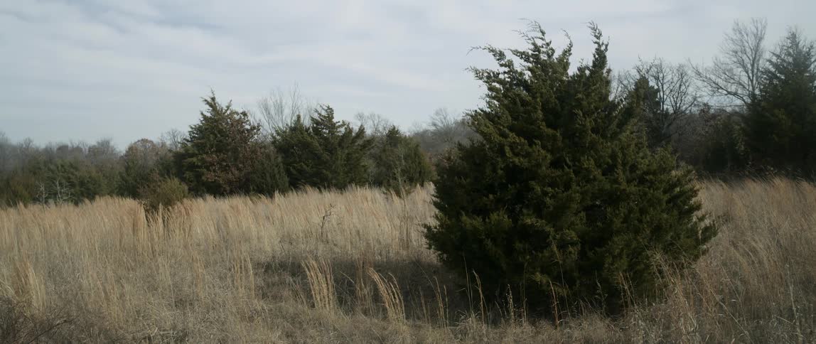 Trees surrounded by tall weeds