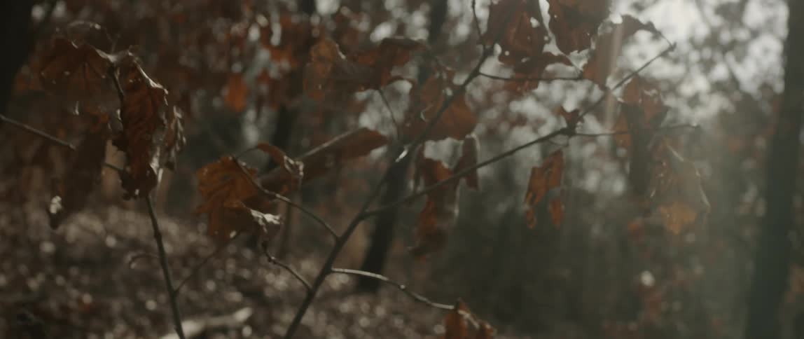 The leaves on the trees are brown