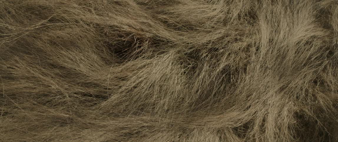 Close up of long grass blowing in the wind