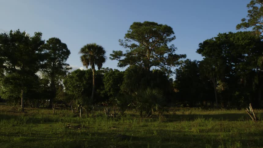 Trees stand in a grassy opening