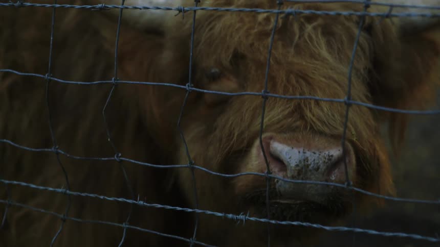Cattle chewing behind a wire fence