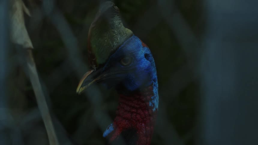 An exotic bird lifts its head and looks around