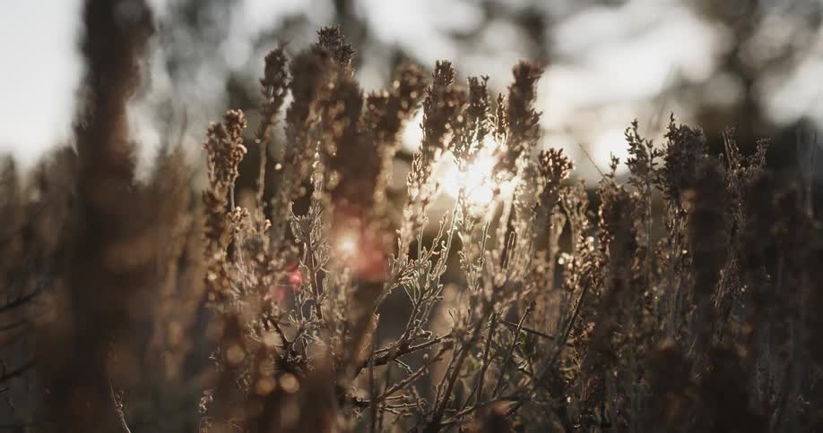 Sunlight shines down on dry plants in a field