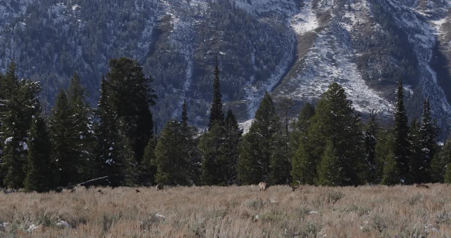 The snow covered mountain has tall trees below