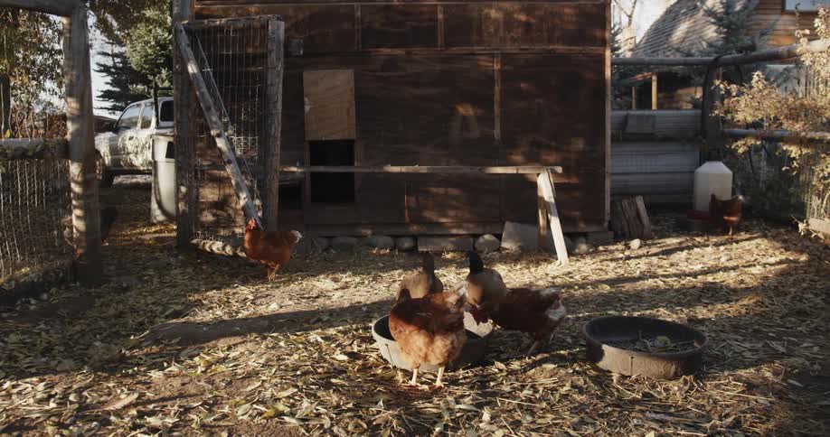 Ducks and hens eat from a food bowl outside a chicken coop