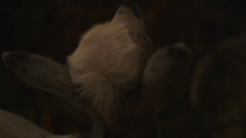 A baby sheep is looking around