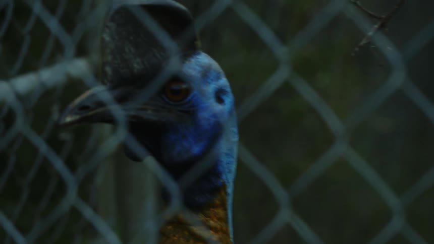 A bird with a blue head standing next to a chain link fence