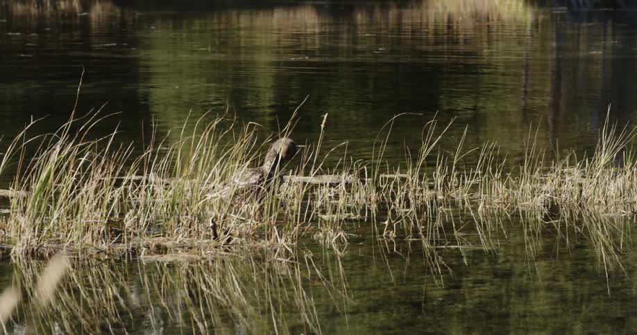 The wind blows the grass on the pond