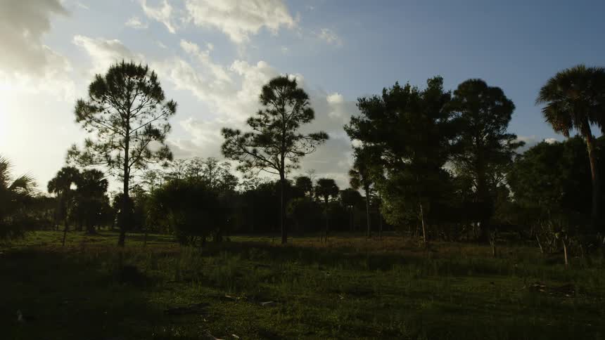 Trees cast shadows on the ground at dawn