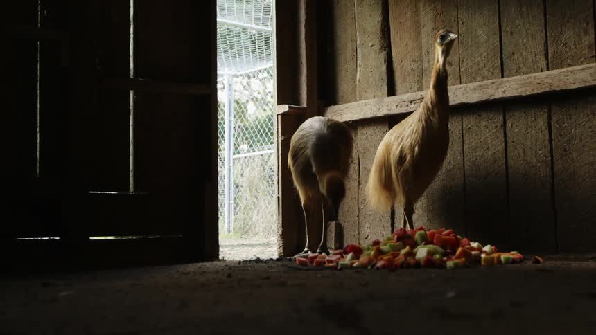 Two turkeys peck food in a barn