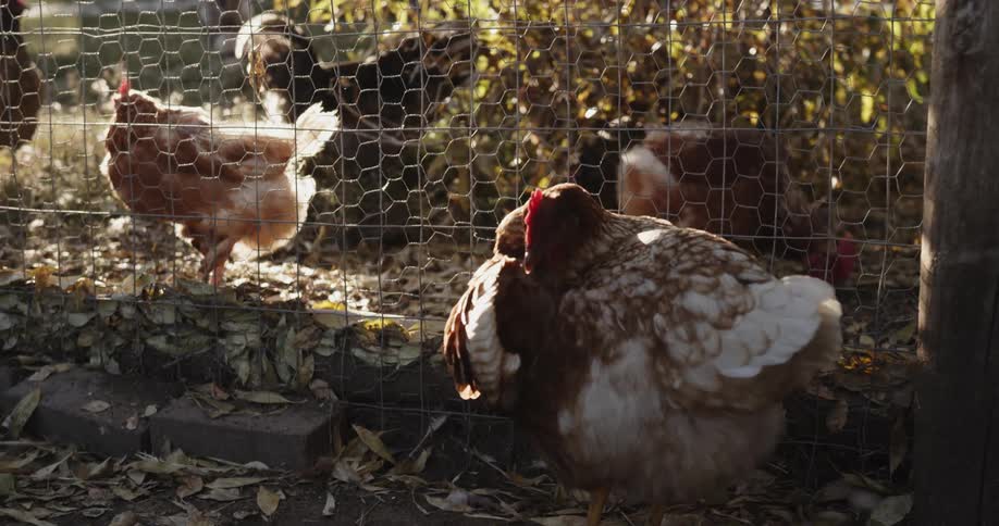 Hens move around a fence by each other