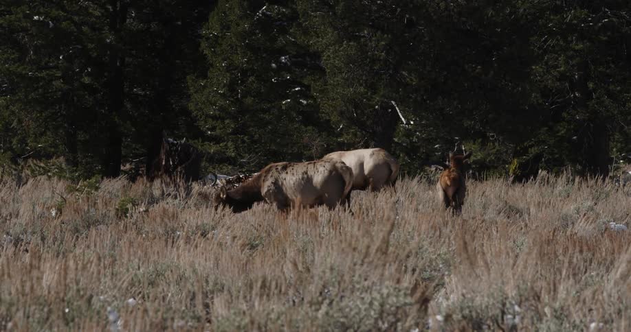 Deer graze in a field near pine trees