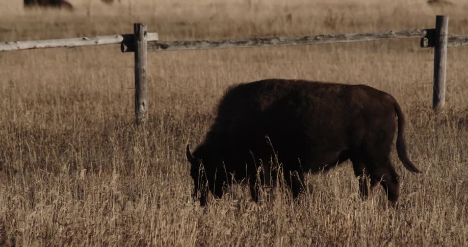 A buffalo walks in the grass behind the fence