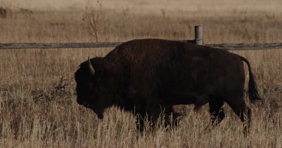 A buffalo walks in a grassy field near a wood fence