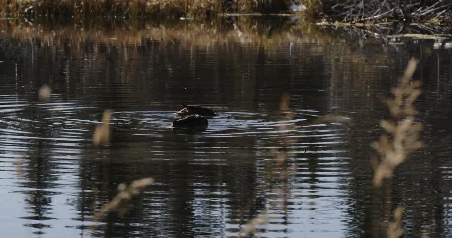 Ducks search for food while floating on a lake