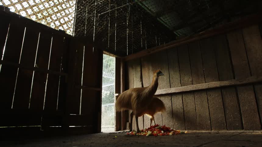A large bird is in a hen house