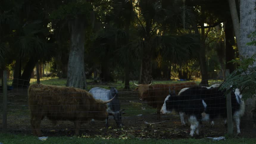 Livestock graze in a wooded area