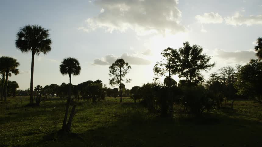 Trees in a field on a sunny day