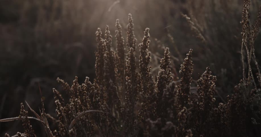Sunlight shines down on dry plants in a field