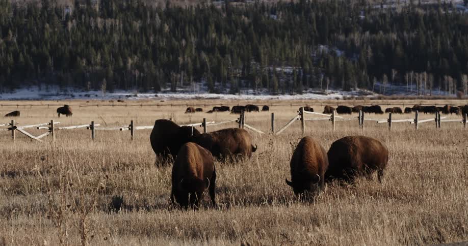 Bison graze in a grassy field