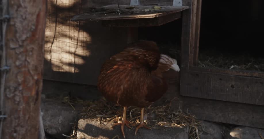 A hen stands near a chicken coop