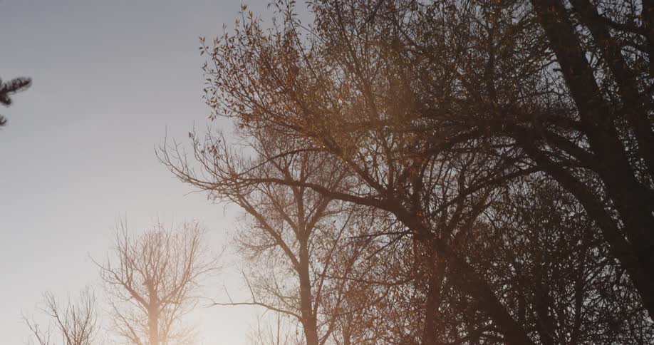 Trees sway in the wind as the sun shines through them