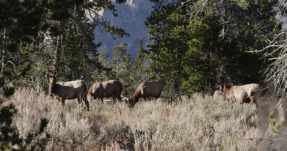 Deer graze in the wilderness
