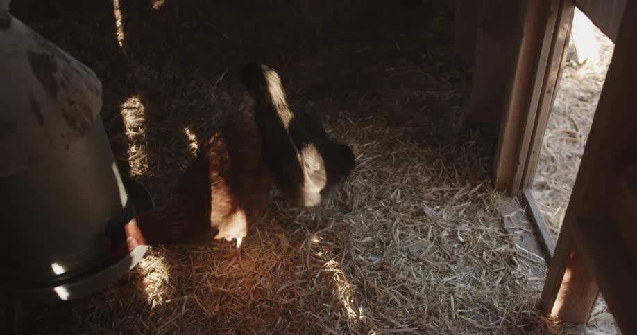 Chickens feed in the hen house