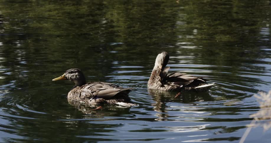 Ducks float and groom themselves