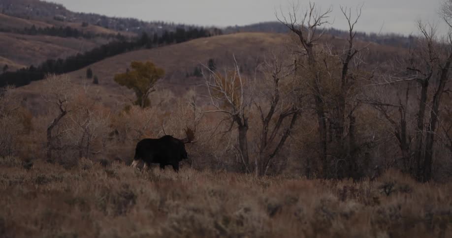 A moose walks and grazes in a field
