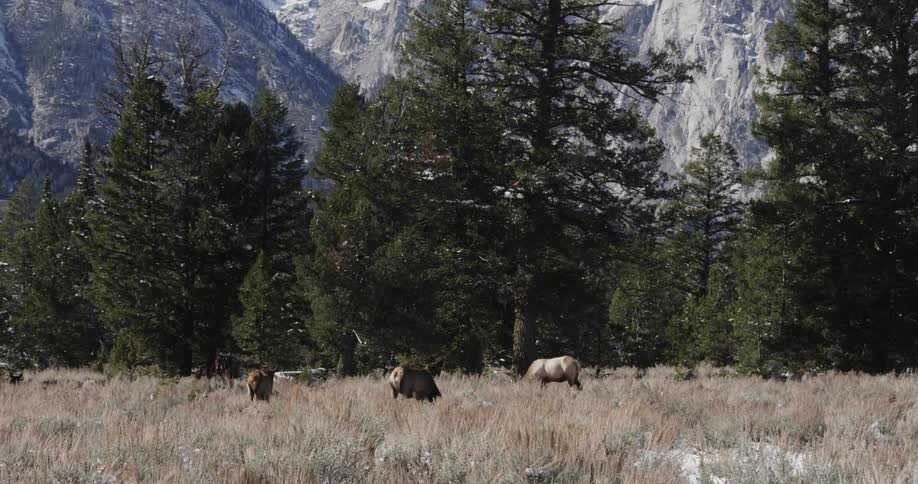 Group of mammals stand in the field