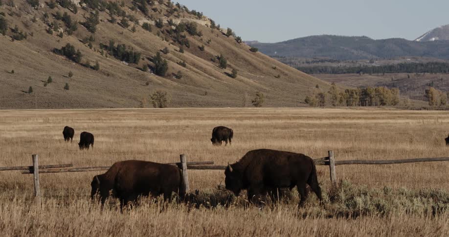 Buffalo graze along a fence in a natural setting
