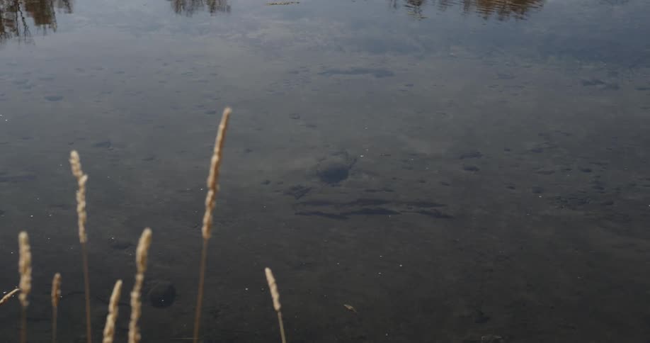 A clear river moving in the wind
